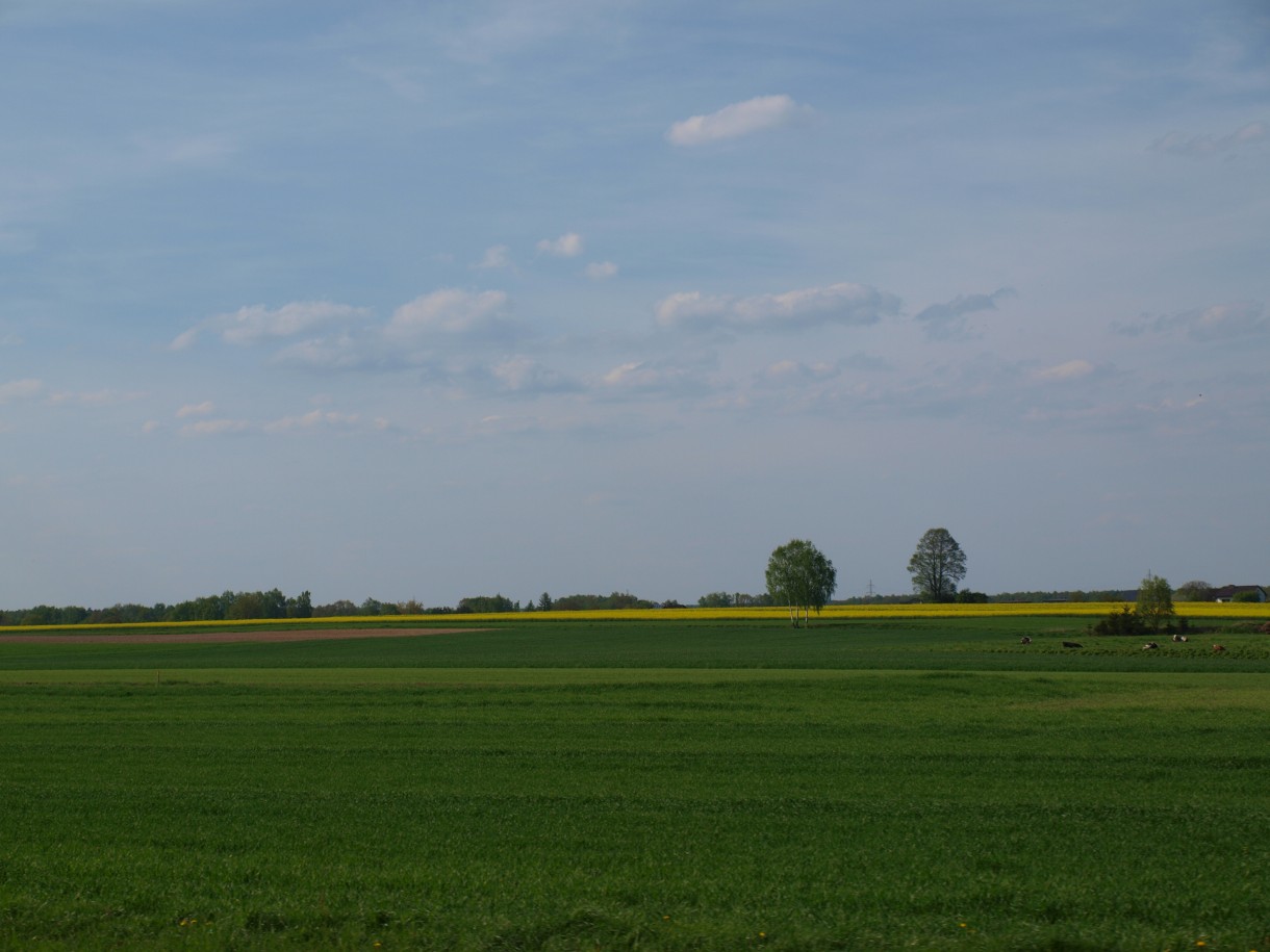 Pozostałe, w ogrodach