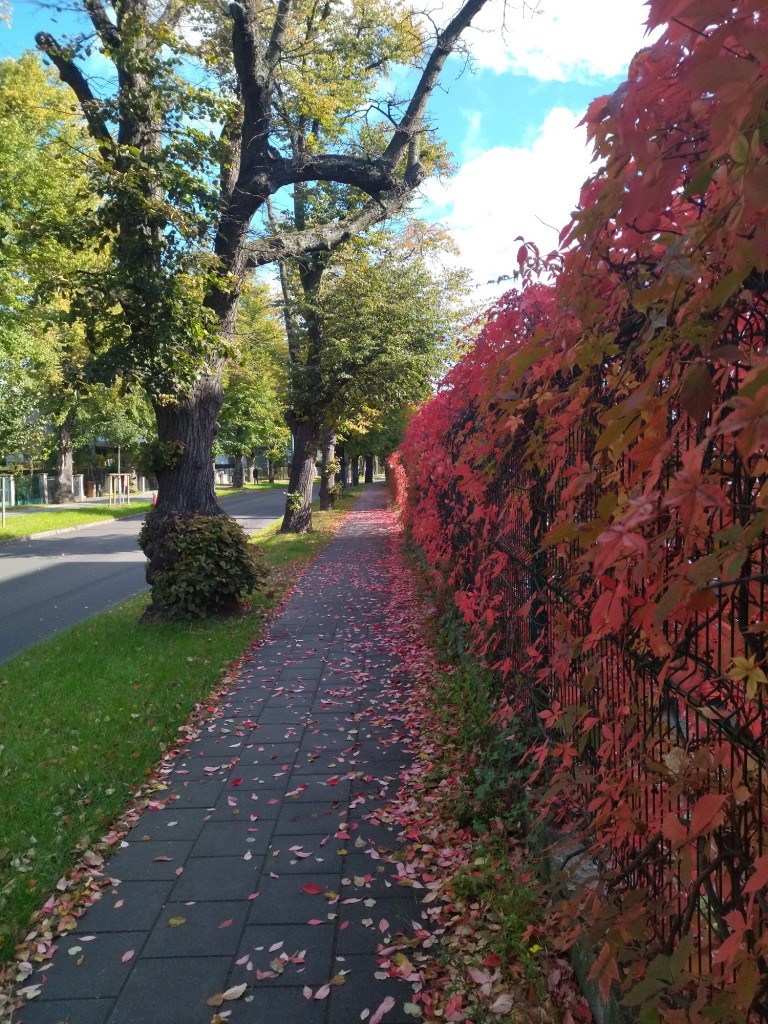 Rośliny, Jesienna galeria..... - ..............i dzikie wino...............