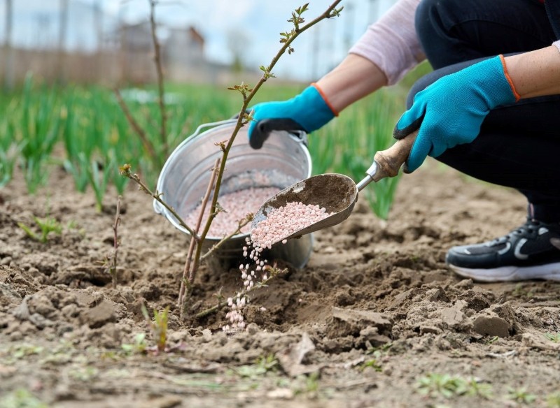 nawożenie drzew i krzewów owocowych na wiosnę