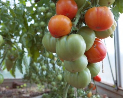 Jak przygotować się na zarazę ziemniaczaną pomidorów? Zabezpiecz uprawy