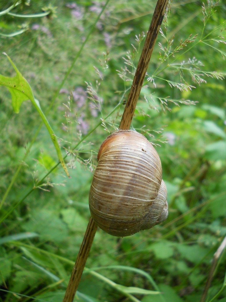 Pozostałe, Arboretum Gródek - polskie Malediwy. - Przysnął w drodze;)