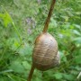 Pozostałe, Arboretum Gródek - polskie Malediwy. - Przysnął w drodze;)