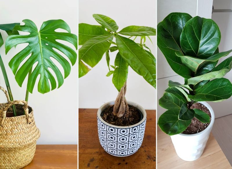 Monstera, pachira wodna i figowiec dębolistny świetnie wyłapują kurz z powietrza.