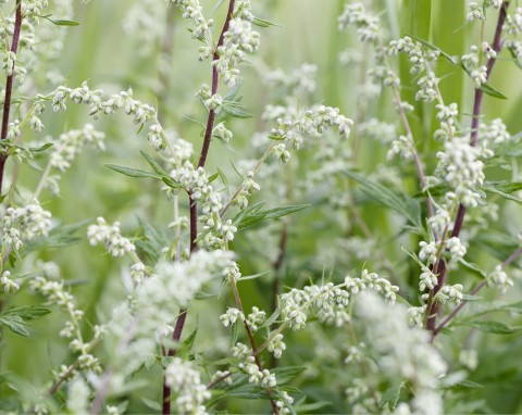 Bylica pospolita (Artemisia vulgaris)