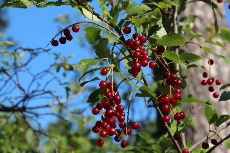 Jak przycinać wiśnie po owocowaniu?