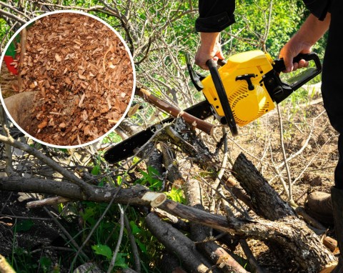 Jak wykorzystać zrębki drzewne i trociny w ogrodzie? Doskonałe patenty, gdy nie możesz spalić ściętych gałęzi