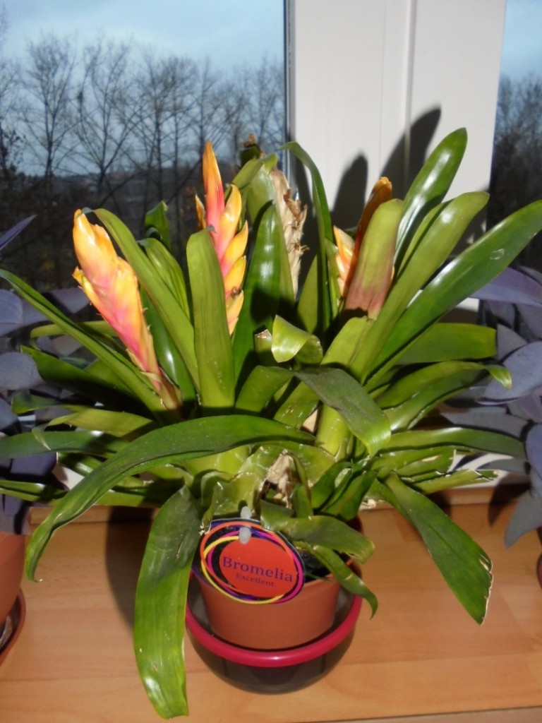 Pozostałe, KWIATOWE  PARAPETY  W  KOLORACH  TĘCZY - BROMELIA