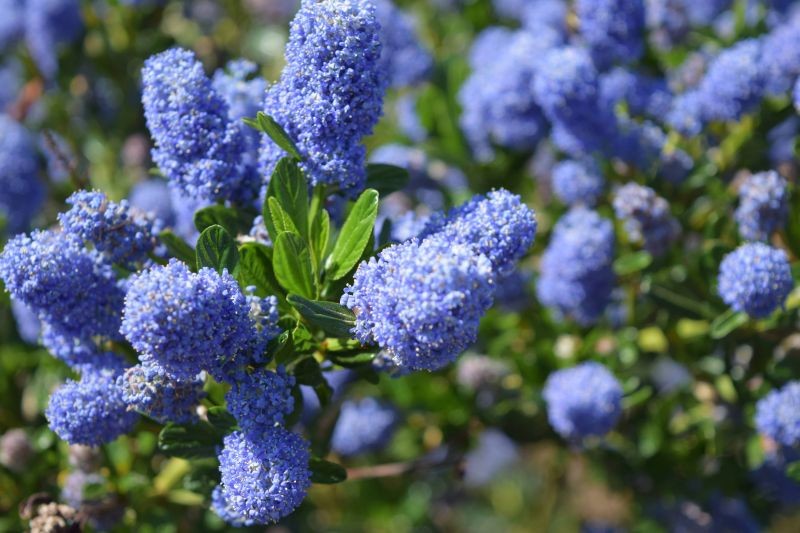 Prusznik niebieski nie potrzebuje specjalnych nawoz&oacute;w, by kwitł w niespotykanym kolorze.
