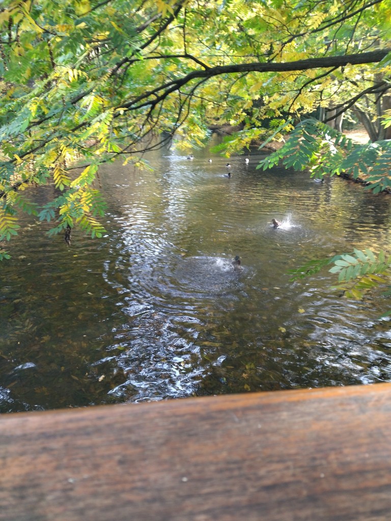 Rośliny, Zaraz listopad.......................... - Jesień nad morzem jest piękna .........................i kaczki na  stawie ...........................