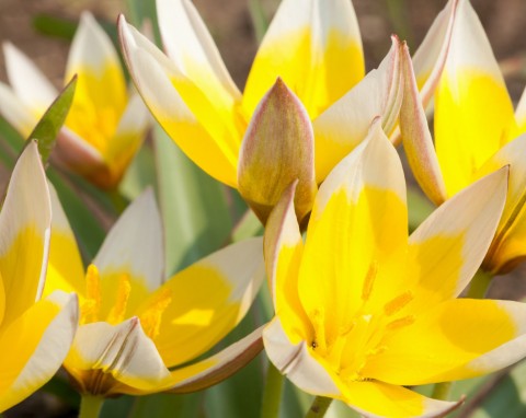 Tulipan późny (Tulipa tarda)