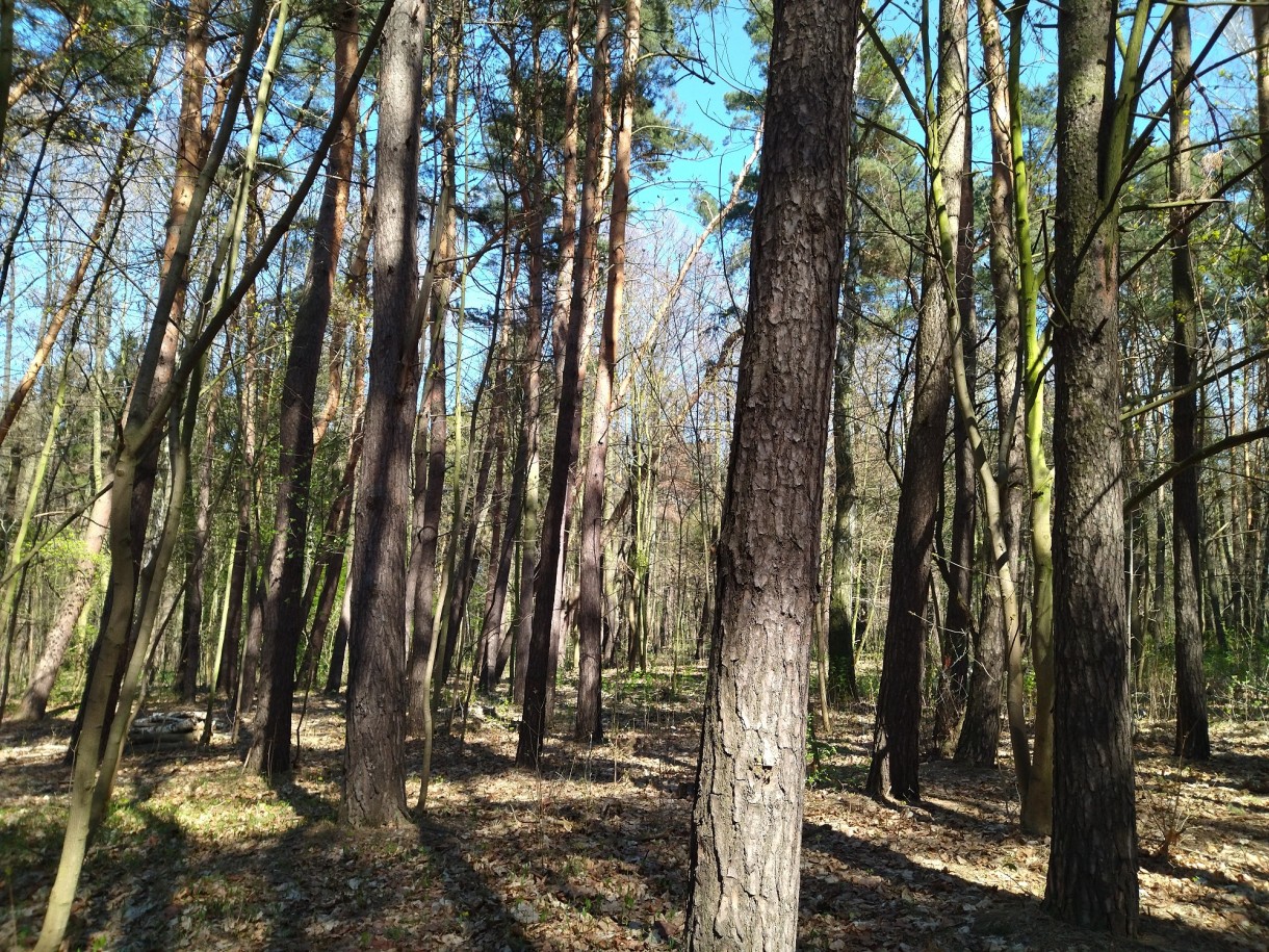 Rośliny, Wiosenny las...............i wiosna na balkonie................. - Najpiękniejszy miesiąc maj rozpieszcza nas słoneczną pogodą ........kwiatami...........świeżą zielenią ........i ............truskawkami.................chwilo trwaj..............