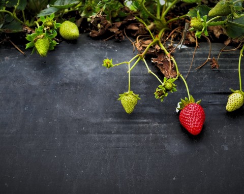 Jak ekologicznie nawozić truskawki? Praktyczne porady