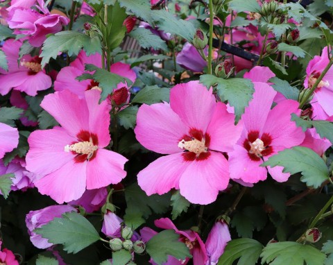 Bogata odżywka do hibiskusa ogrodowego. Wreszcie będzie kwitł, jak należy