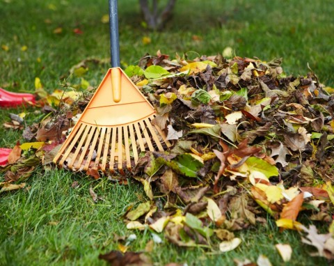 Czy wszystkie liście z ogrodu trzeba zgrabić? Co zrobić z liśćmi jesienią, czy można je spalić?