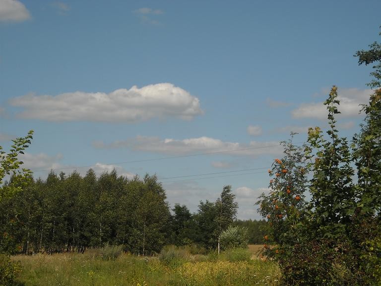 Pozostałe, Dziki ogród mojego ojca w sierpniowym słońcu...........