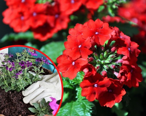 Werbena - kolorowa księżniczka w ogrodzie. Jak sadzić i pielęgnować werbenę, by obficie kwitła?