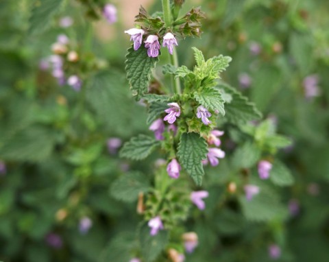 Mierznica czarna (Ballota nigra)