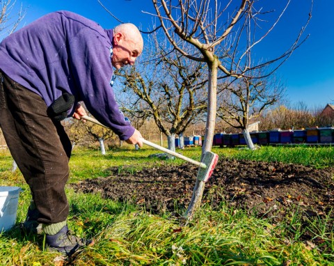 Listopad w ogrodzie. Ostatnie jesienne nasadzenia i porządki przed zimą