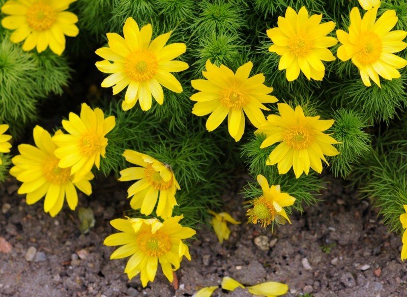 niebezpieczne byliny