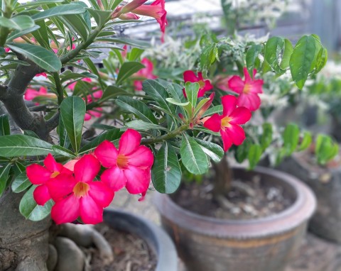 Adenium arabskie (Adenium obesum)