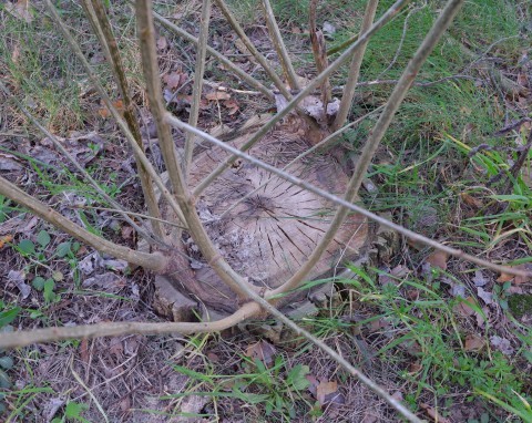 Co zrobić, gdy pień po ściętym drzewie odbija od korzenia? Jak pozbyć się odrostów?