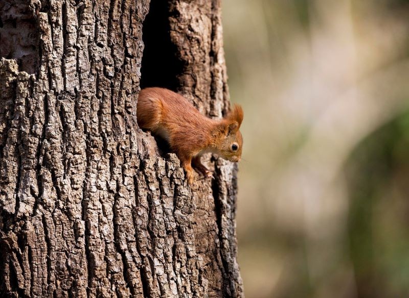 Wiewiórki zajmują dziuple i opuszczone gniazda ptaków.