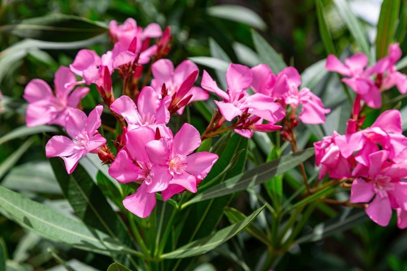 Podczas wybudzania oleandra nie powinniśmy narażać go na szok świetlny ani termiczny.