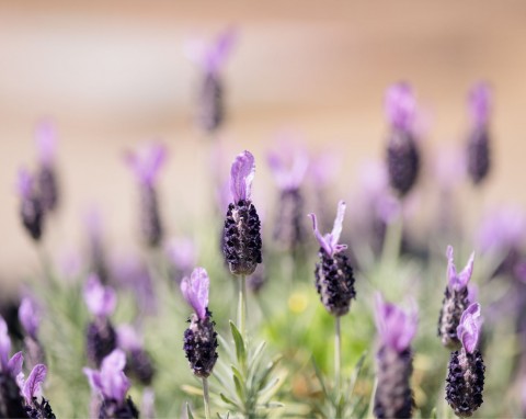 Lawenda francuska (Lavandula stoechas)