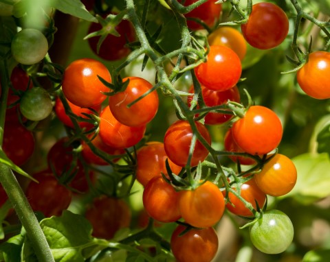 Przycinanie pomidorów koktajlowych – instrukcja. Prosty patent na lepsze owocowanie