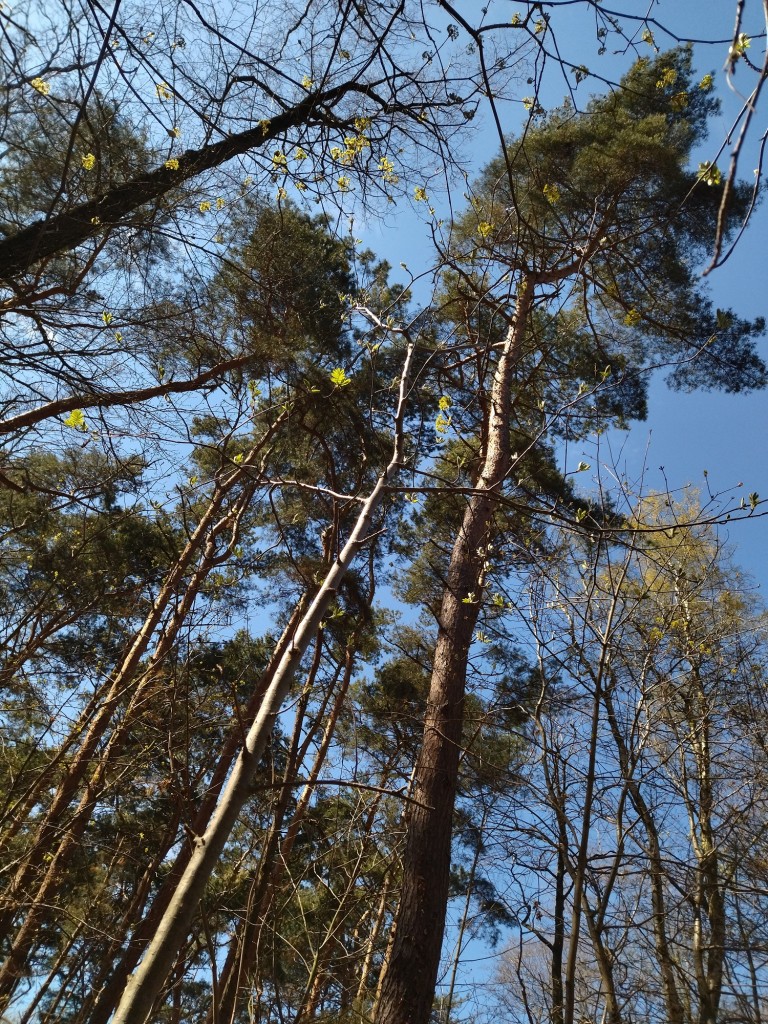 Rośliny, Wiosenny las...............i wiosna na balkonie................. - Najpiękniejszy miesiąc maj rozpieszcza nas słoneczną pogodą ........kwiatami...........świeżą zielenią ........i ............truskawkami.................chwilo trwaj..............