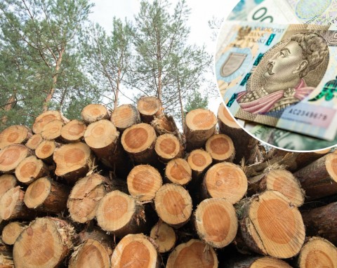 Ceny drewna opałowego kwiecień 2023. Co potaniało, czy warto kupować drewno na zapas?