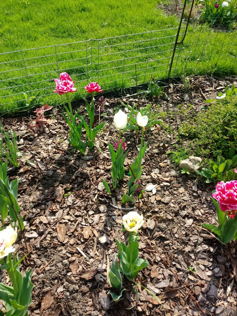 Rośliny, Majowe kwiatki - Tulipanowa rabatka