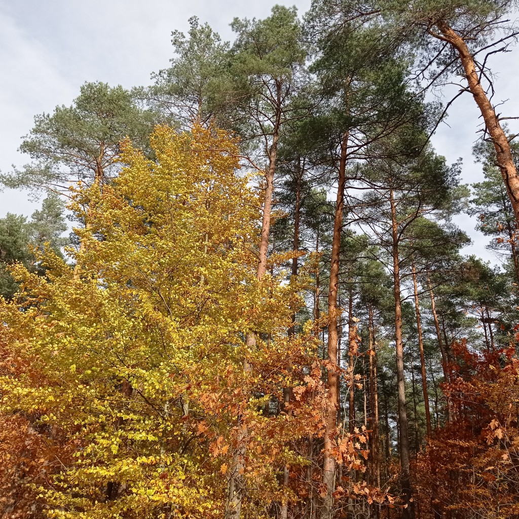 Leśne klimaty, Jesienny las