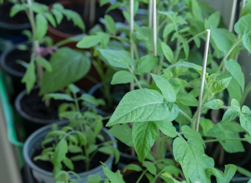 Przygotowanie własnej rozsady pomidorów nie jest trudne.