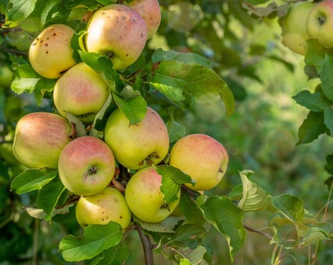 Dlaczego jabłonie i inne drzewa owocują co drugi rok? Co zrobić, żeby owoce były co roku