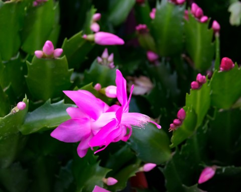 Grudnik będzie otwierał pąk za pąkiem. Wystarczy zrobić dla niego specjalną mieszankę ziemi