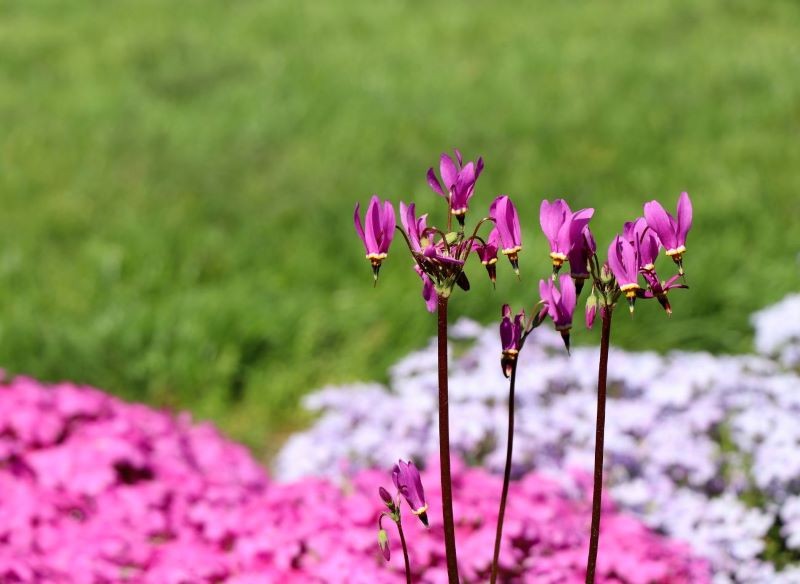 Bożykwiat pięknie wygląda w towarzystwie innych roślin.