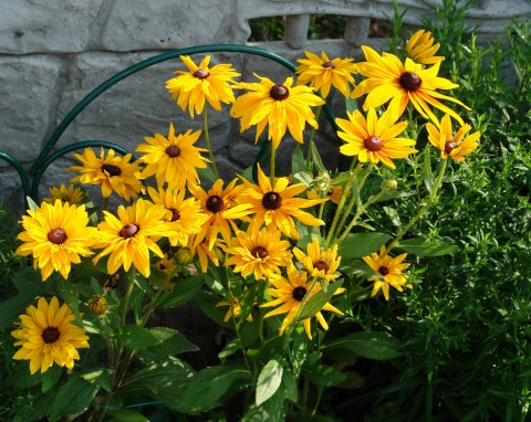 Rudbekia błyskotliwa (Rudbeckia fulgida)