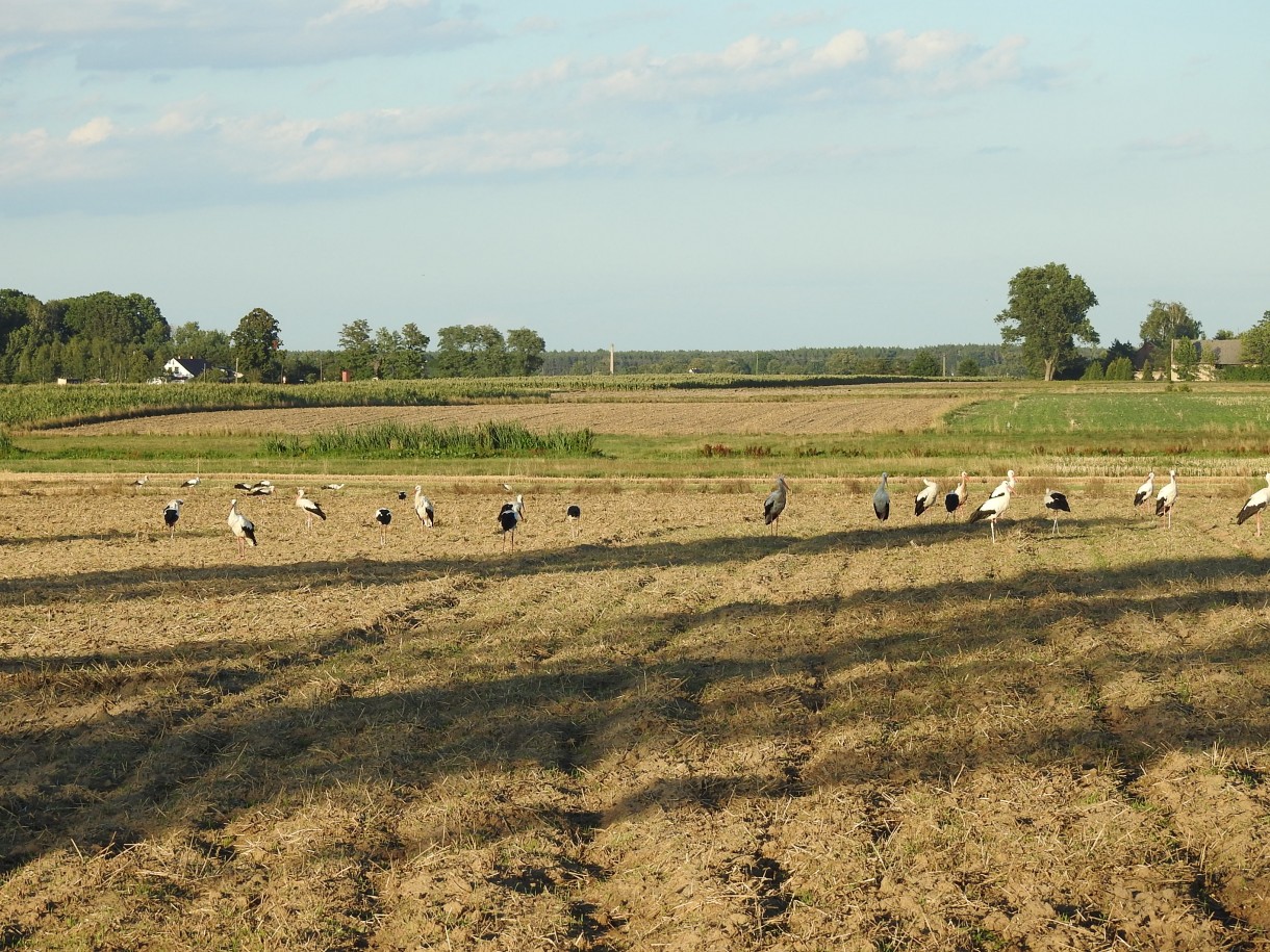 Rośliny, SOBOTA :)