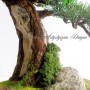 Rośliny, Sztuczne drzewko bonsai Bonsai Zokei w stylu Shakan - Sztuczne drzewko bonsai w stylu Shakan (bonsai zokei)