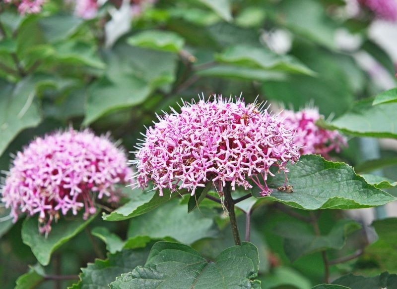 Szczęślin Bungego kwiatami przypomina hortensje lub czosnek ozdobny.