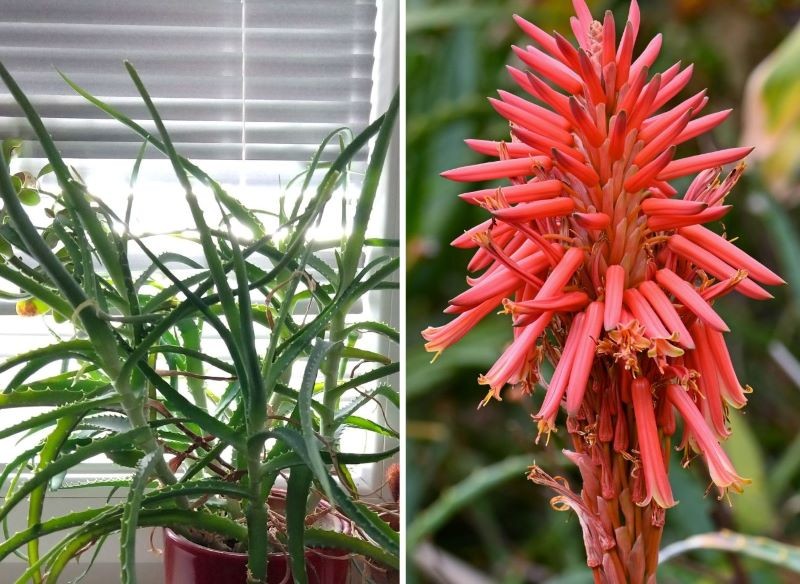aloes