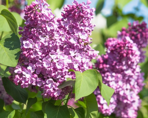 Lilak pospolity (Syringa vulgaris)