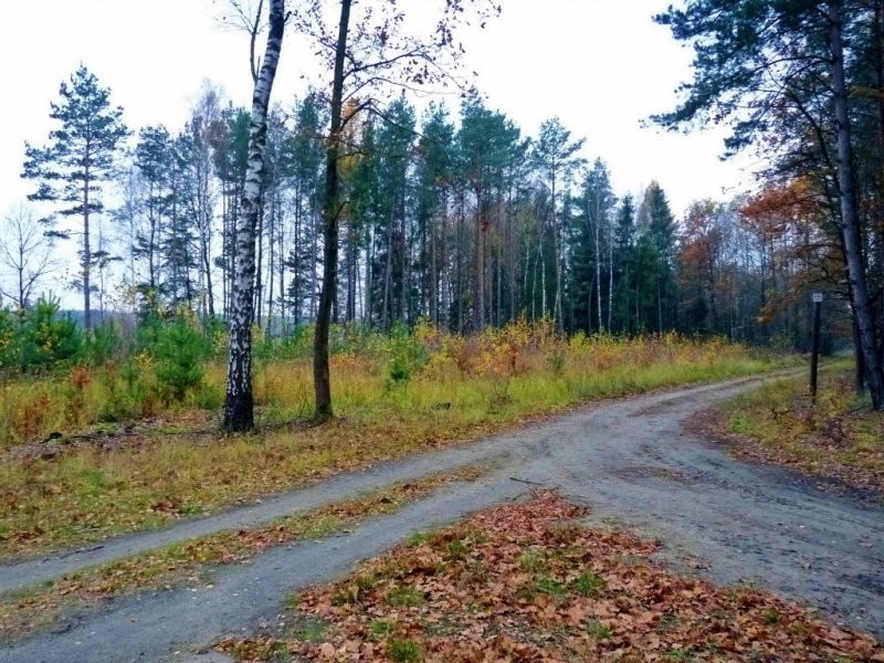 Pozostałe, W środku jesiennego lasu