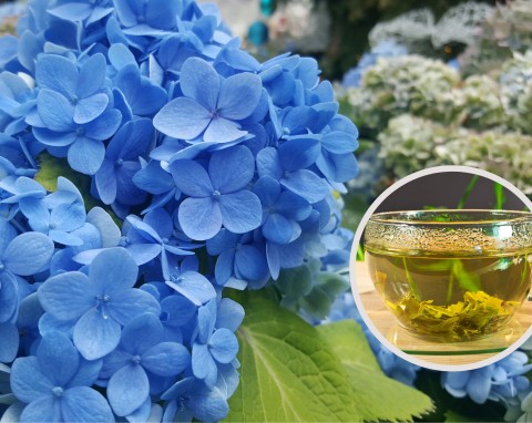 Jak wykorzystać fusy z herbaty w ogrodzie. Nawożenie i opryski herbatą