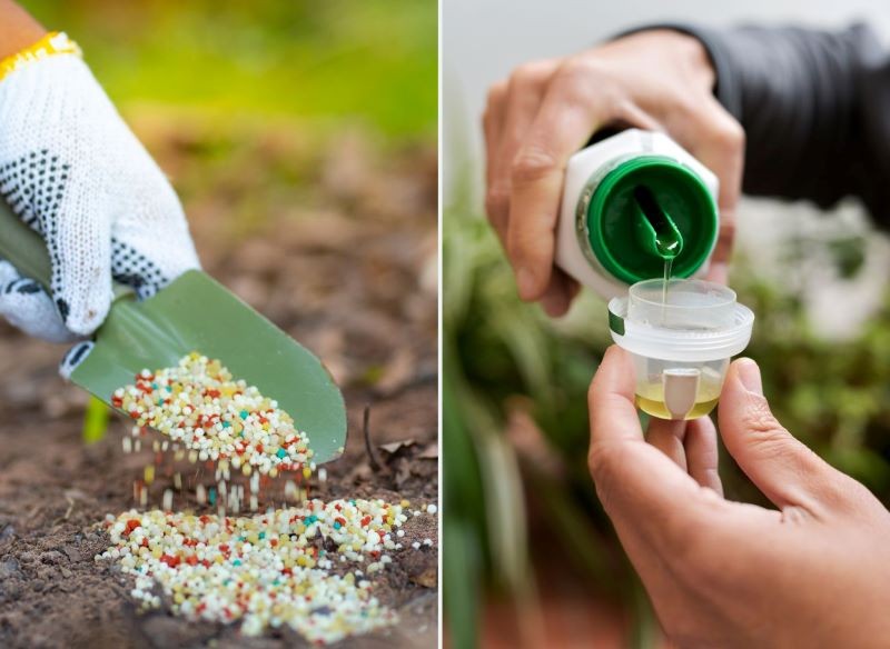 Czym nawozić tuje? Do wyboru mamy gotowe granulaty i preparaty w płynie, a także nawozy organiczne.