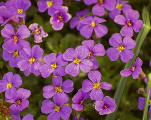 Tworzy piękne, kwitnące kaskady na murach i skalniakach. Od wiosny aż do późnej jesieni