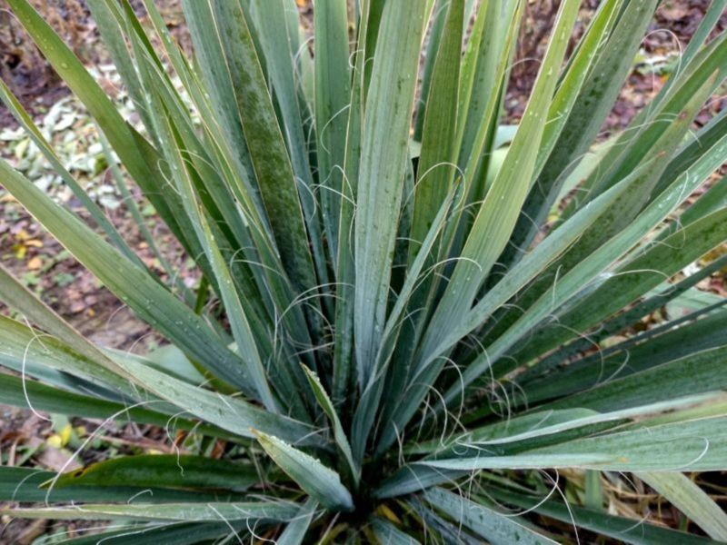 Juka ogrodowa będzie piękniejsza w kolejnym sezonie, jeśli zadbamy o nią latem po zakończeniu kwitnienia.