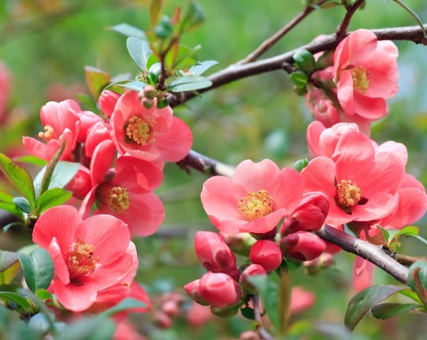 Pigwowiec okazały (Chaenomeles speciosa)