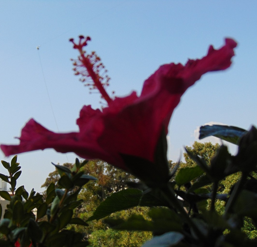 Rośliny, Pełnia lata ............... - .................i hibiskus.............